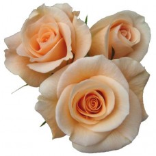 Sweetheart Roses - Surprise